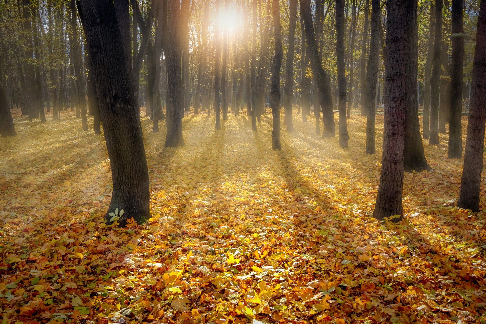 парк, деревья, листья, листва, желтый, туман, солнце, лучи, осень, октябрь, Андрей Чиж