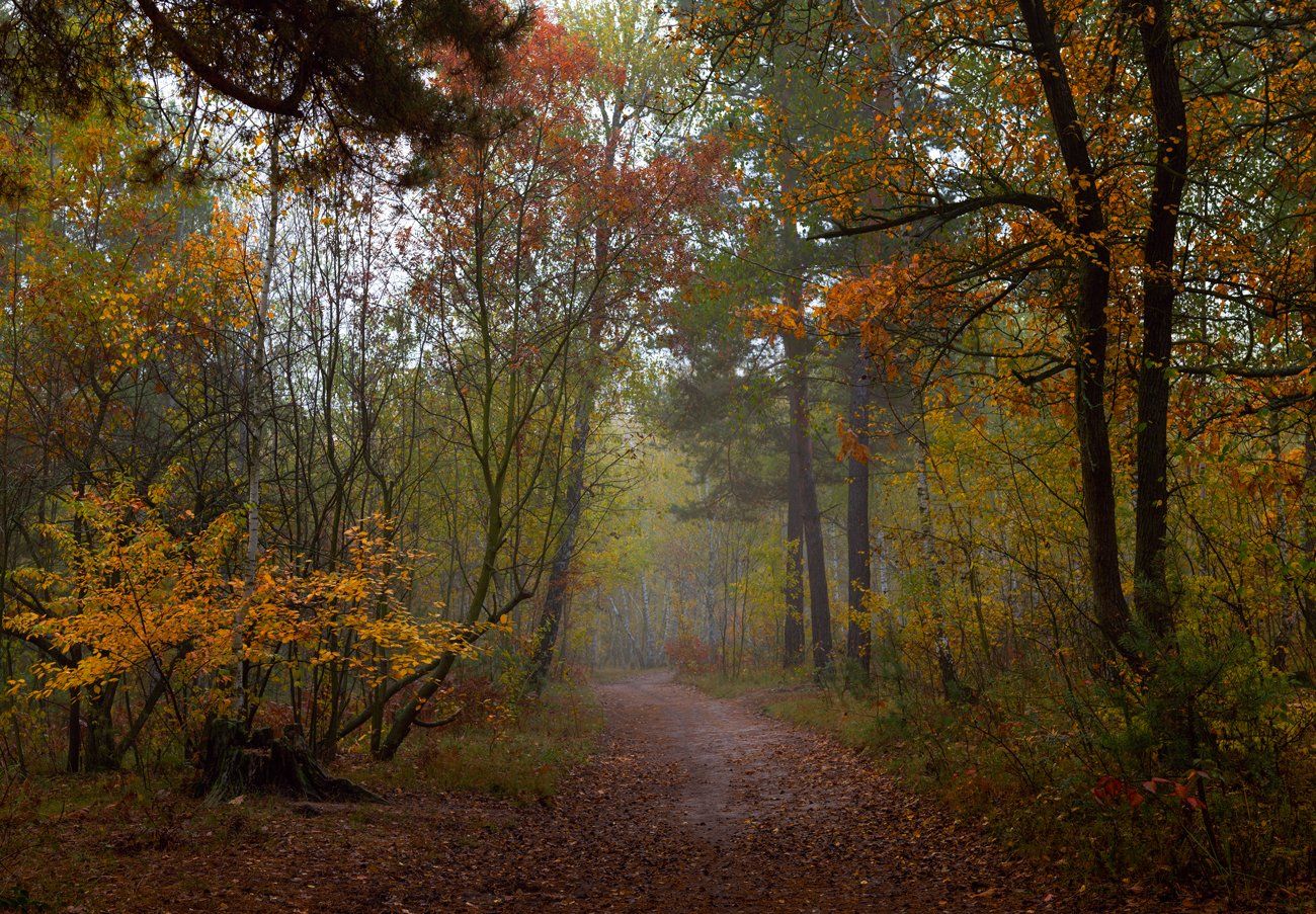 лес осень октябрь тропа пень, Галанзовская Оксана