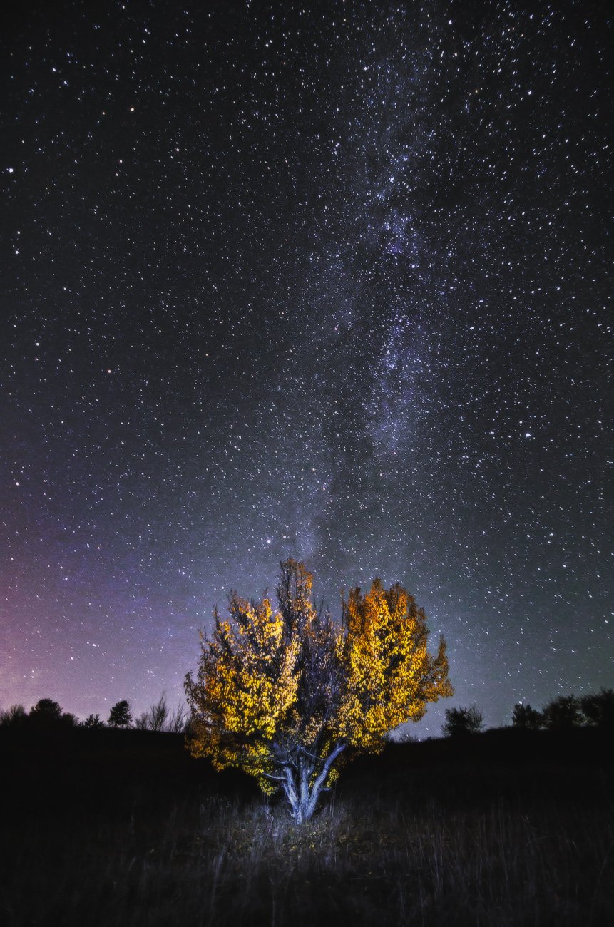 ночь, звезды, млечный путь, дерево, осень, желтые листья, сезон, природа, пейзаж, астрофото, Станислав Саламанов