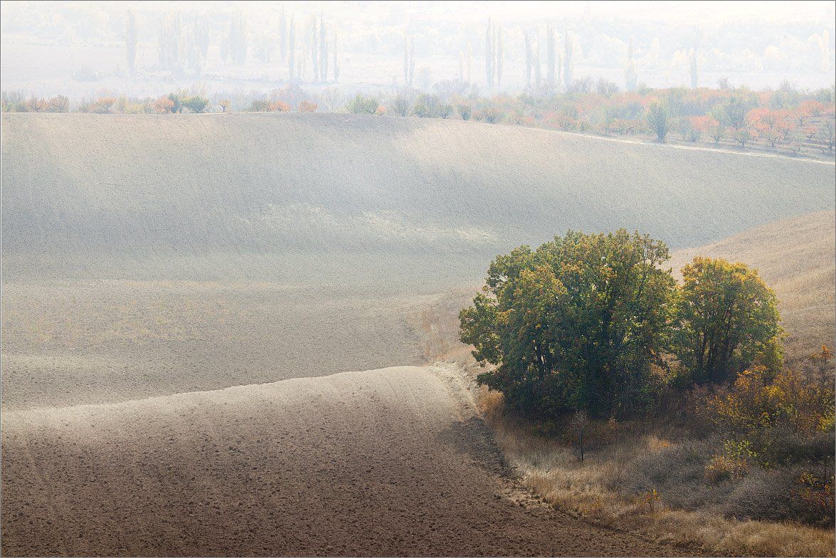 крым, поле, осень, деревья, Алексей Пучков