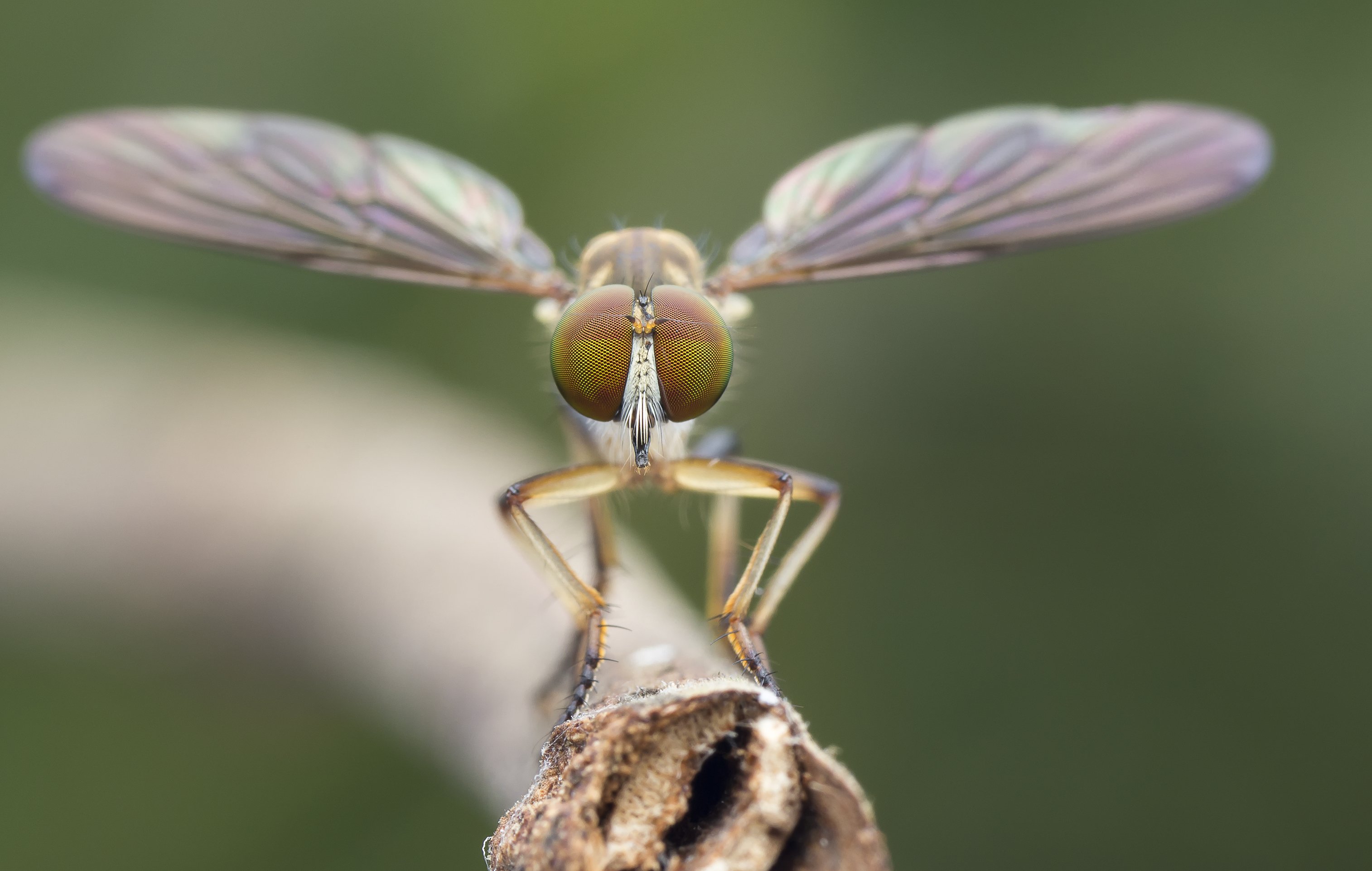 #macro#robberfly#colors, Choo How Lim