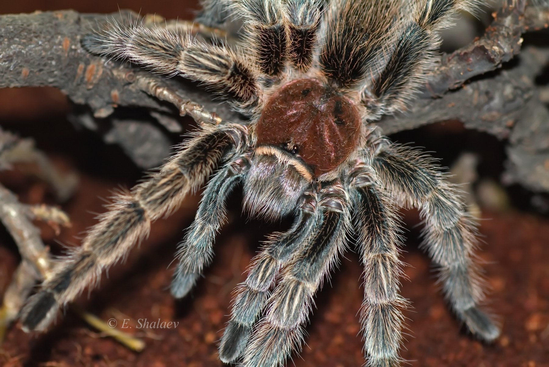 grammostola rosea,граммостола розовая,паук,птицеед, Евгений