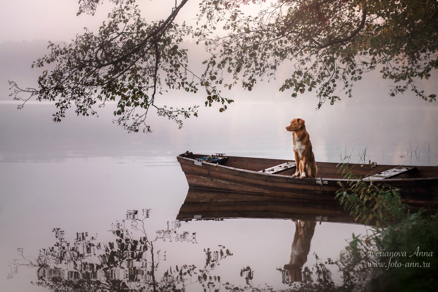 собака, природа, лодка, Анна Аверьянова