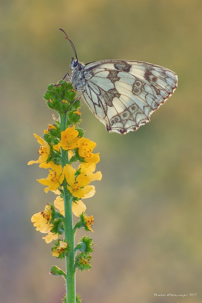 macro nature butterfly, Ryszard Lal