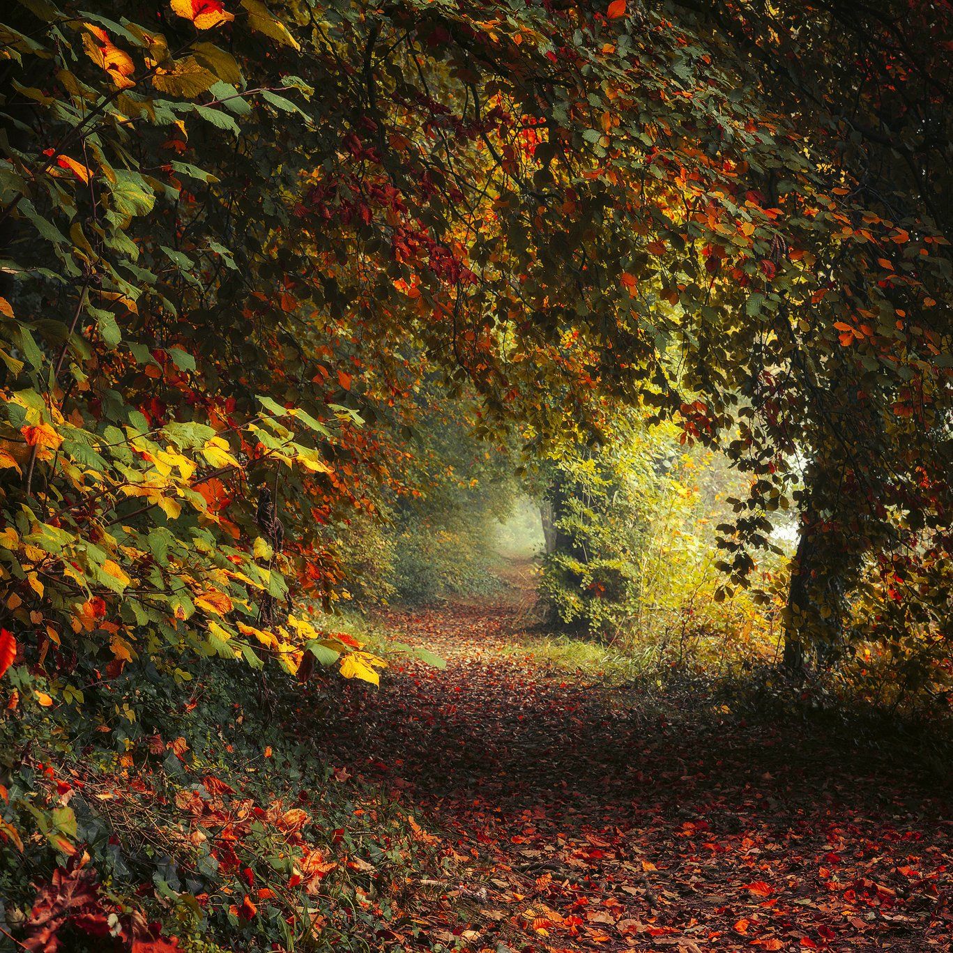 magic garden autumn leafs path trees colours jesien poland mist, Radoslaw Dranikowski