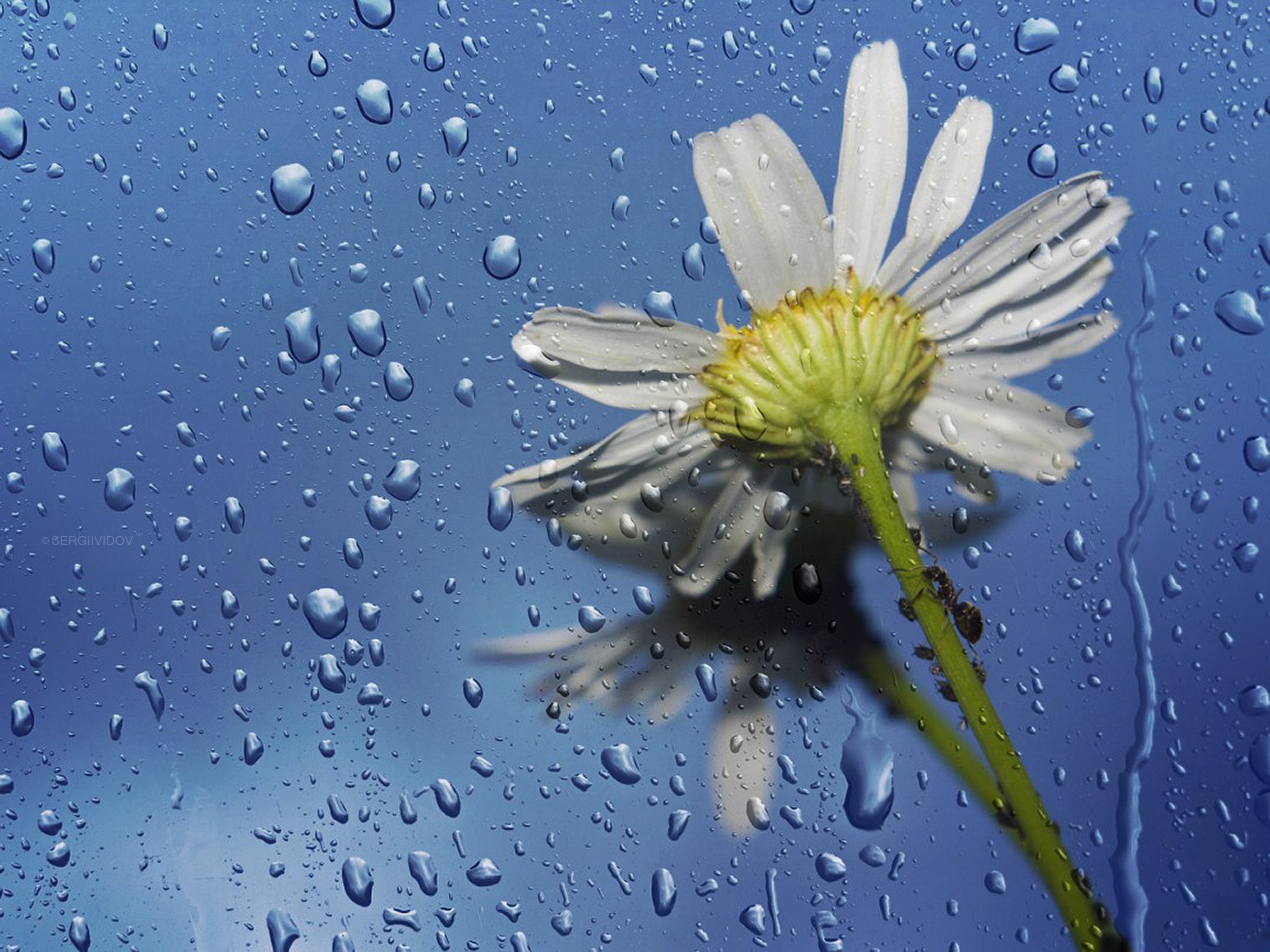 ромашки, цветы, капли дождя, Sergii Vidov