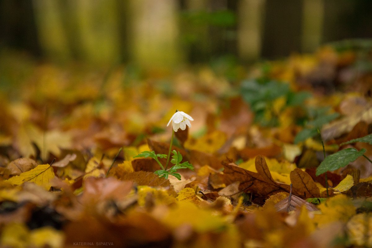 природа, лес, осень, цветы, Сипаева Катерина
