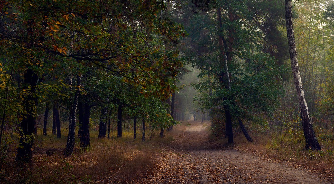 лес осень октябрь туман тропа, Галанзовская Оксана