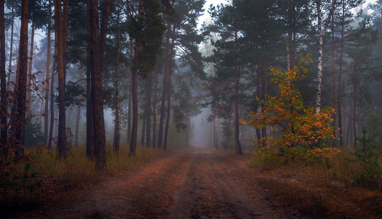 лес, осень, октябрь, тропа, туман, Галанзовская Оксана
