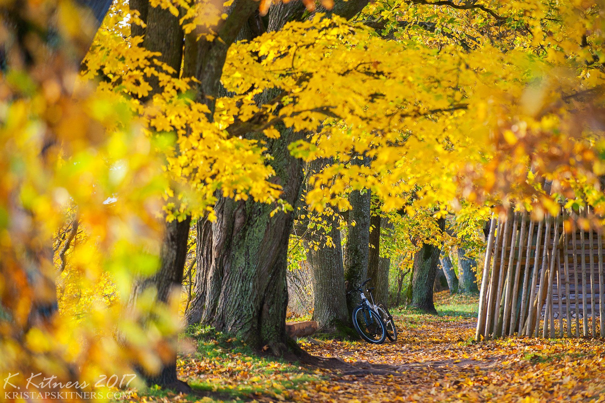 branch grass bush autumn trees leaves road park yellow bicycle countryside light, Kristaps Kitners