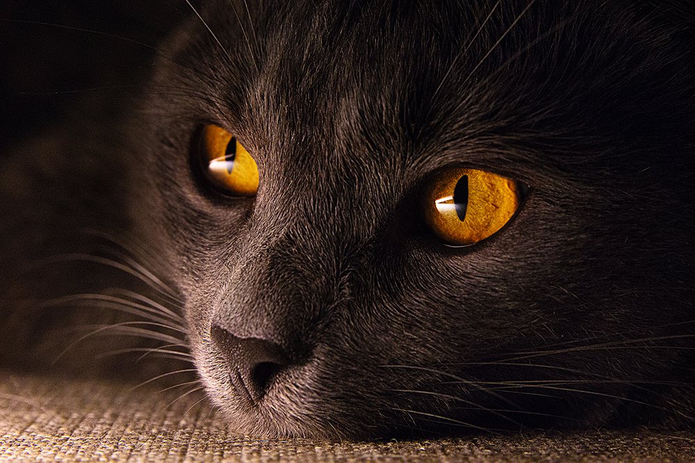 cat sight light, Александр Калинин