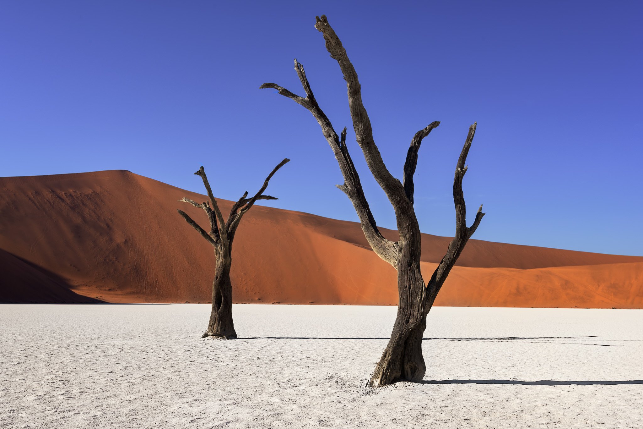 acacia, Africa, african, arid, beautiful, blue, branch, camelthorn, clay, day, daylight, dead, deadvlei, desert, drought, dry, dune, famous, forest, hot, lake, landmark, landscape, morning, namib, namibia, namibian, national, nature, naukluft, orange, out, Andrey Omelyanchuk