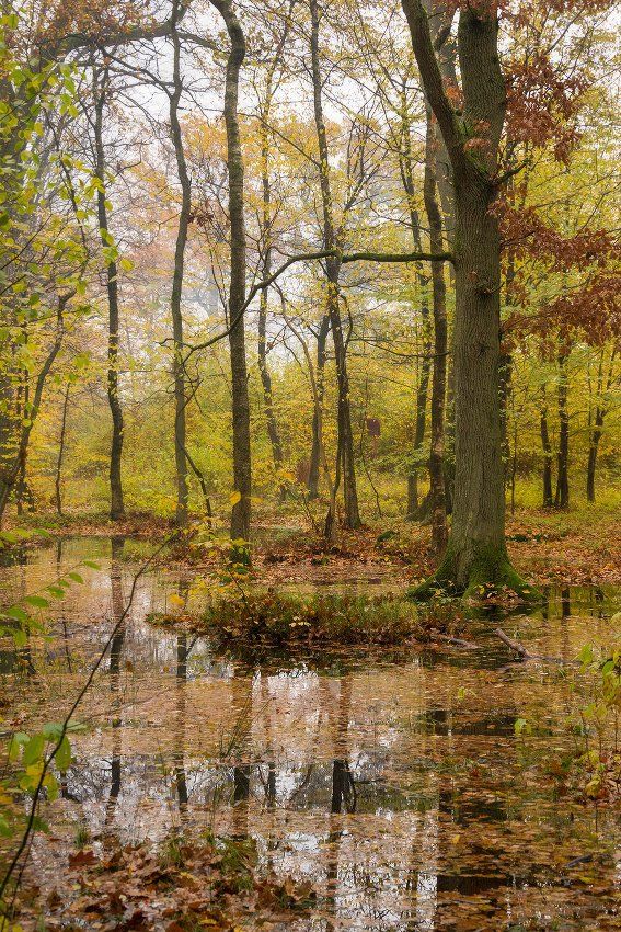 природа, лес, осень, пейзаж, Сипаева Катерина