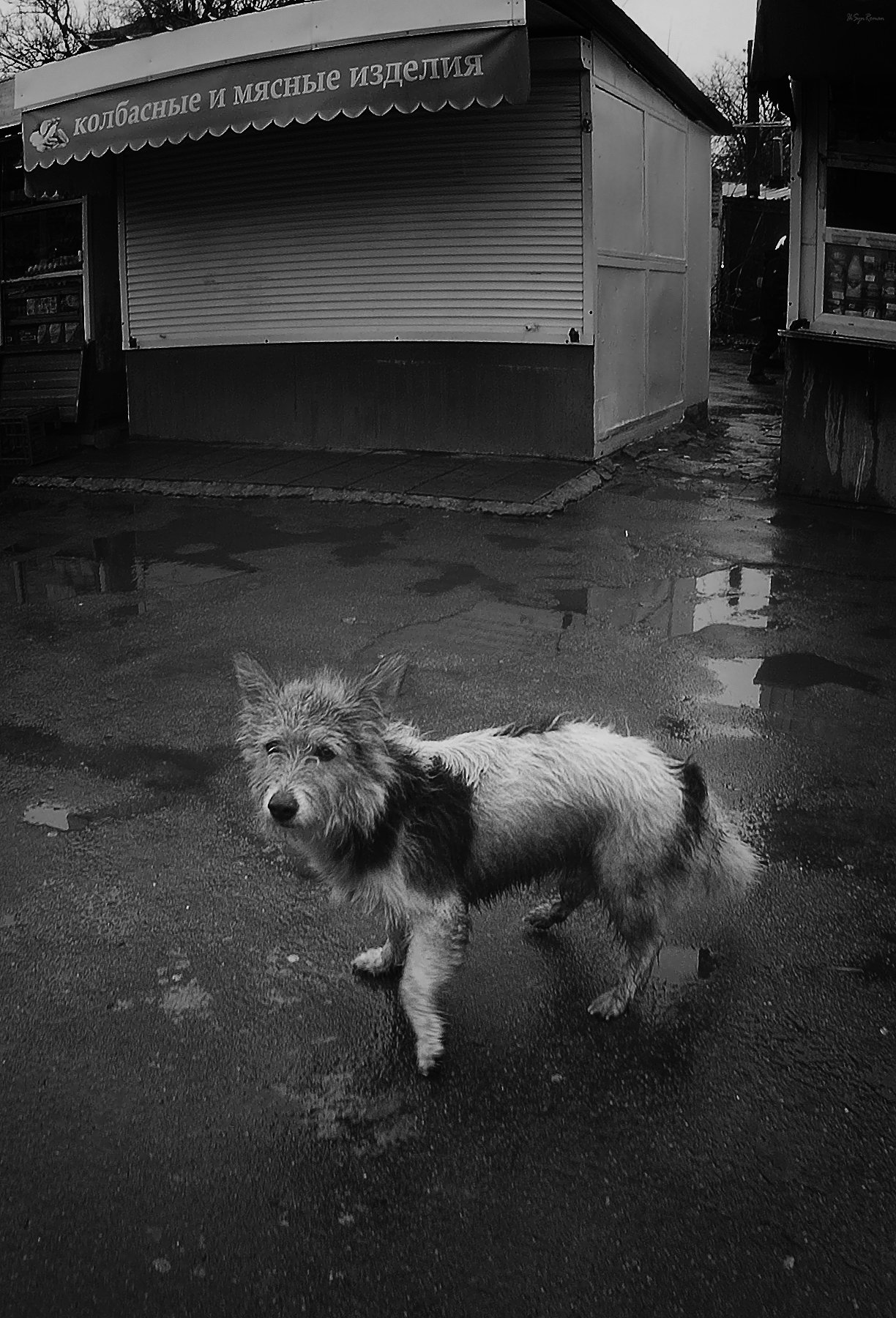 пес,собака,улица,жанр, Roma  Chitinskiy