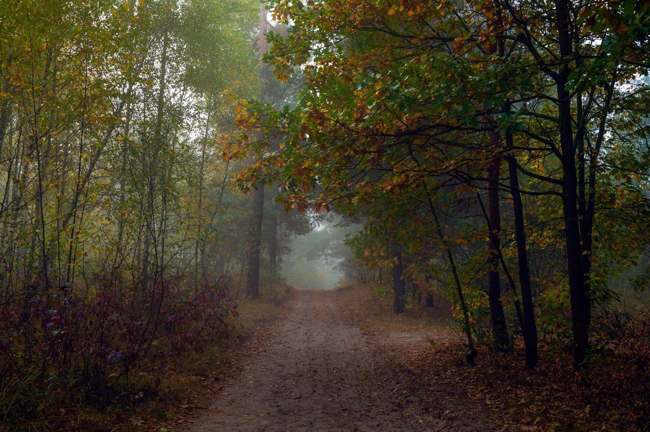 лес, осень, октябрь, тоска, меланхолия, Галанзовская Оксана