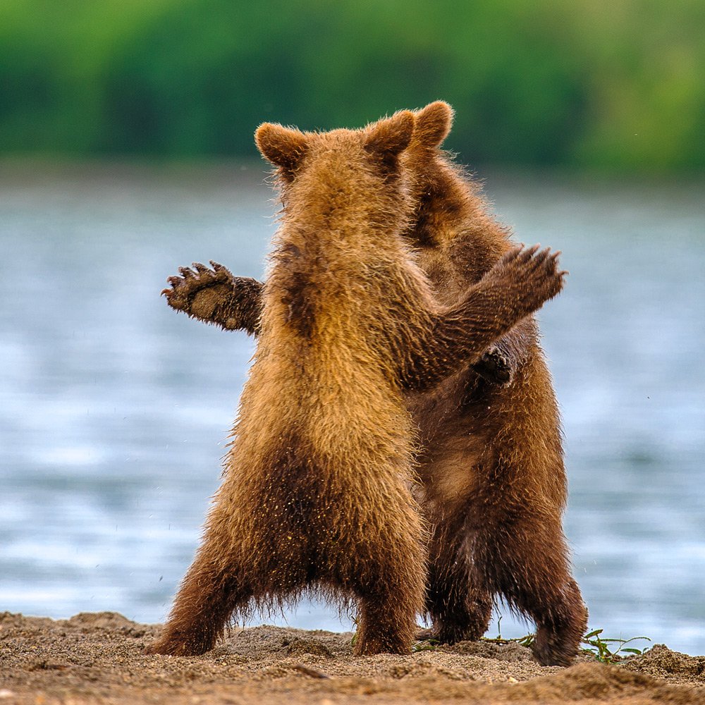 #bear #kamchatka #wildlife #wildlifephotography #wildnature #nikon #outdoors #animal #nature  #naturelovers #bearphoto  #cubs, Сергей Иванов