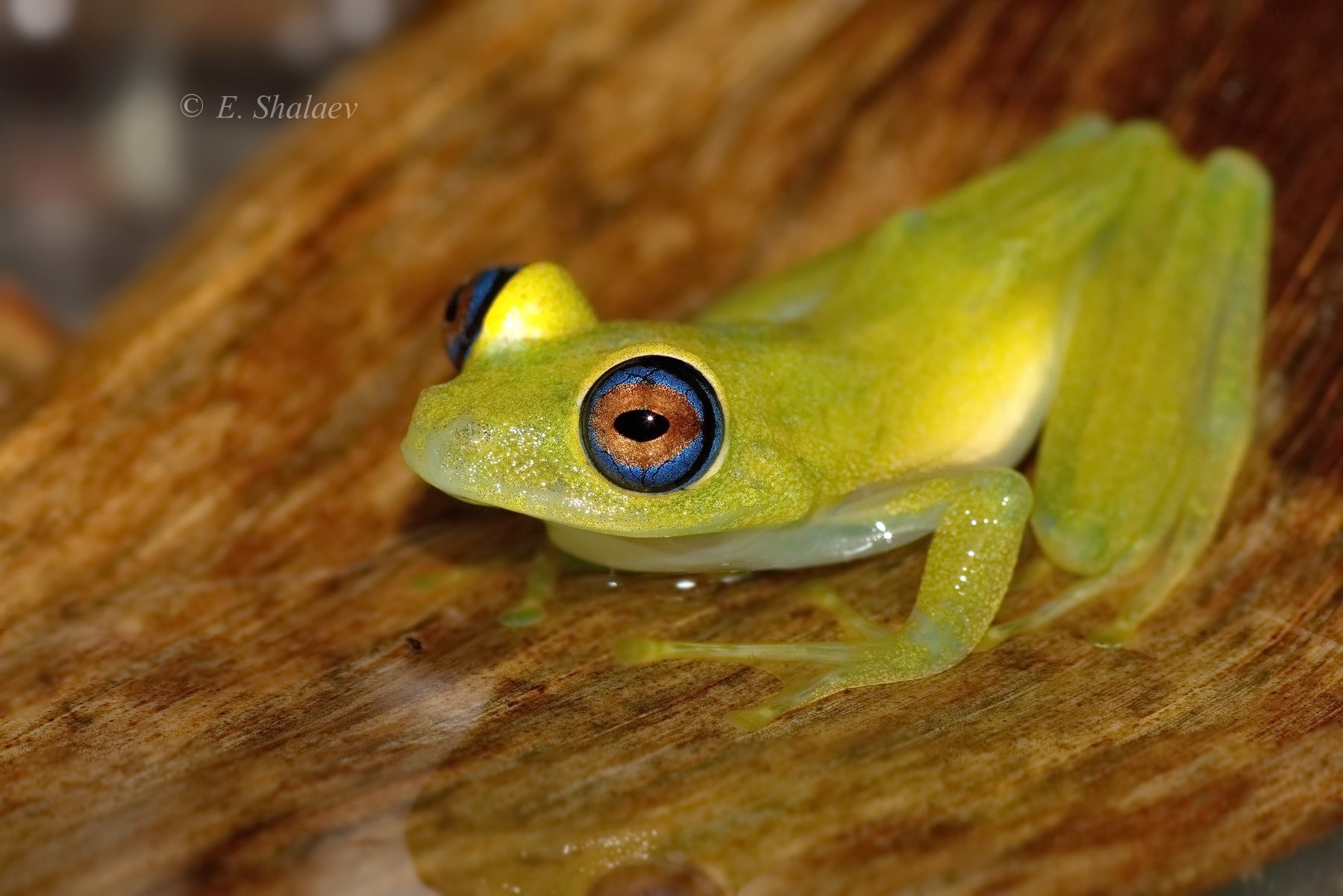 boophis viridis,frogg reen bright-eyed, frog,амфибии,боофис,веслоног ,зелёный веслоног, лягушка, Евгений