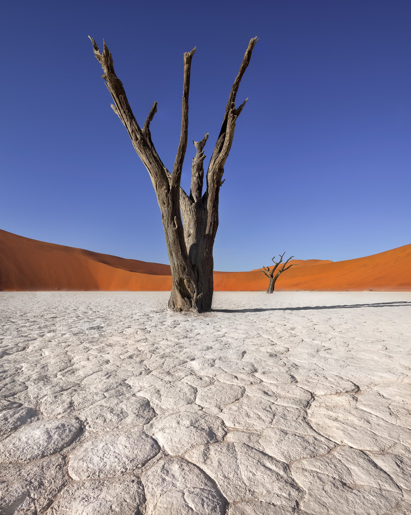 acacia, Africa, african, arid, beautiful, blue, branch, camelthorn, clay, day, daylight, dead, deadvlei, desert, drought, dry, dune, famous, forest, hot, lake, landmark, landscape, morning, namib, namibia, namibian, national, nature, naukluft, orange, out, Andrey Omelyanchuk