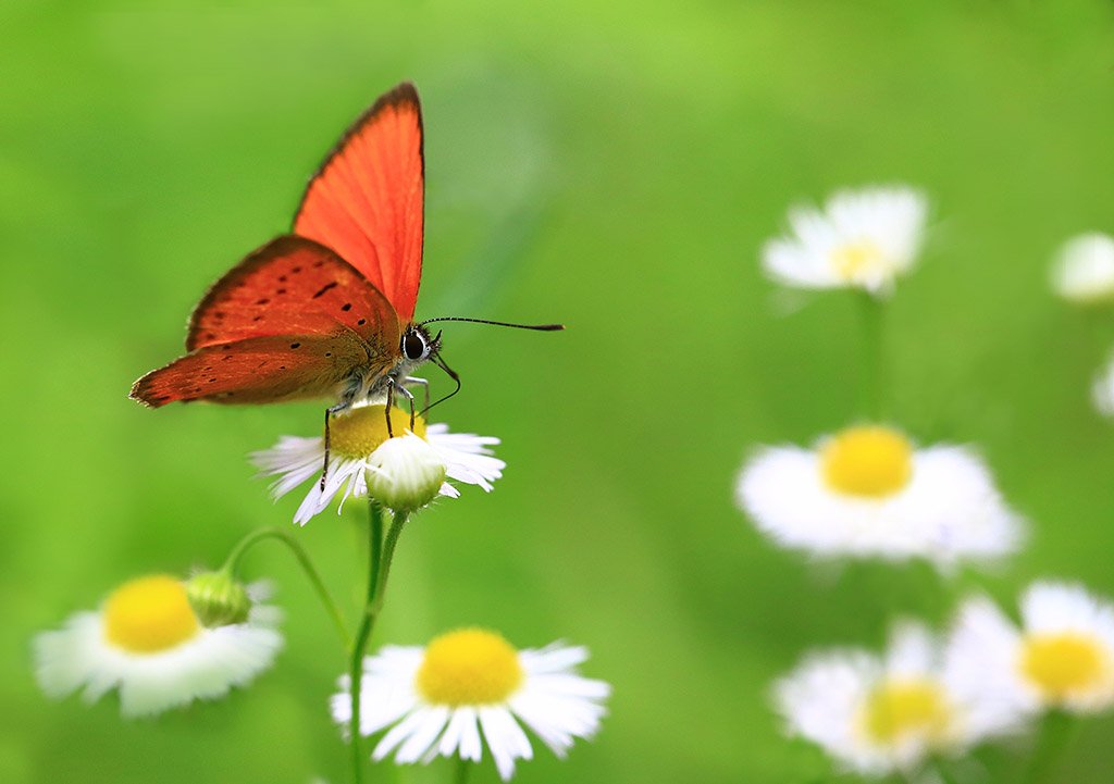 Насекомые,бабочка,червонец, яркие, крылья, цветы, лето, макро, красивые, солнечные., Виктор Шнайдер