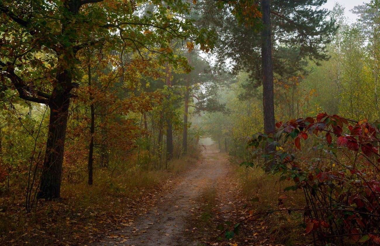 лес осень октябрь тропа туман, Галанзовская Оксана