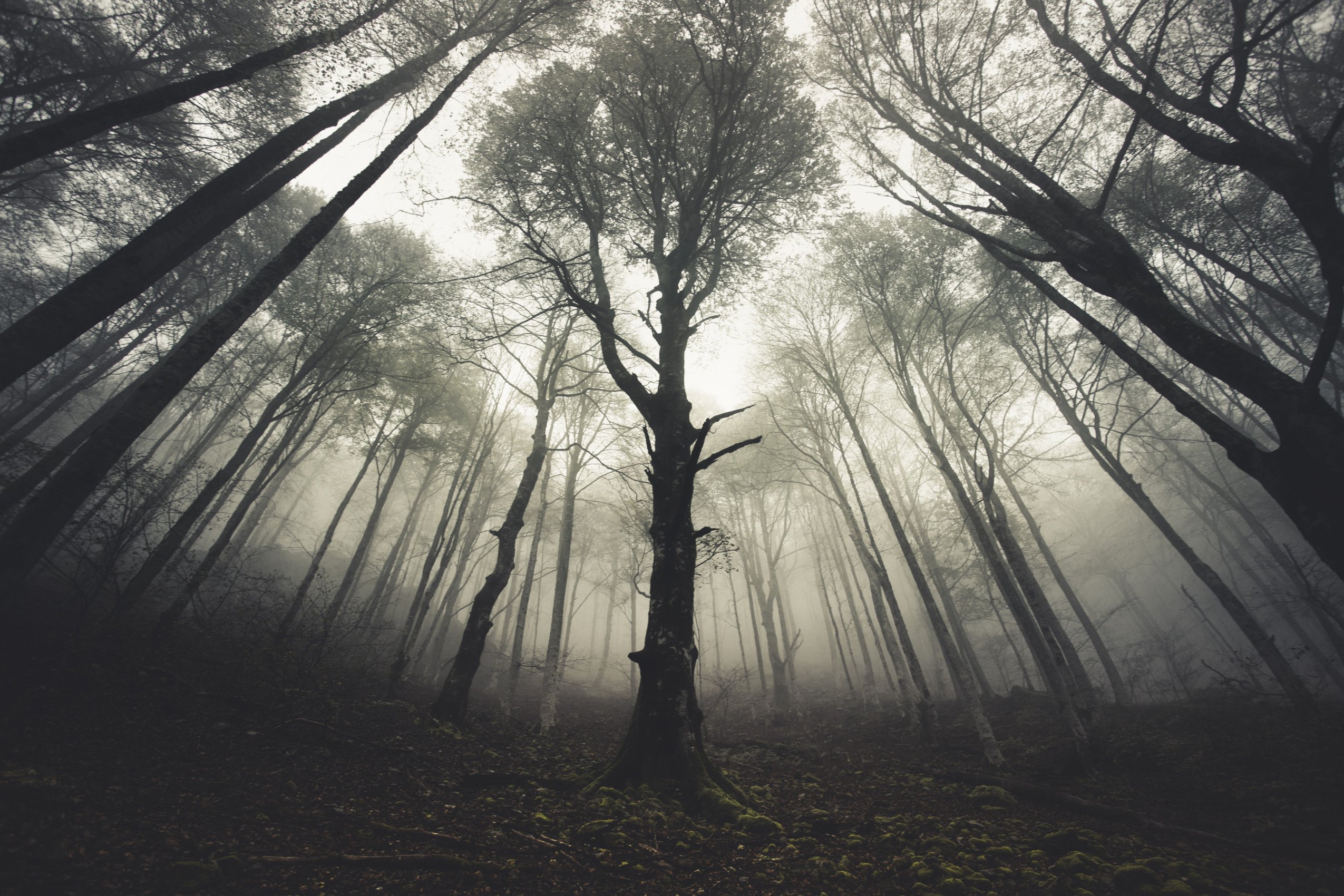 forest, nature, mist, fog, trees, pyrenees, national park, france, tolkien, lord of the rings, onodrim, pagan, soul, Onodrim