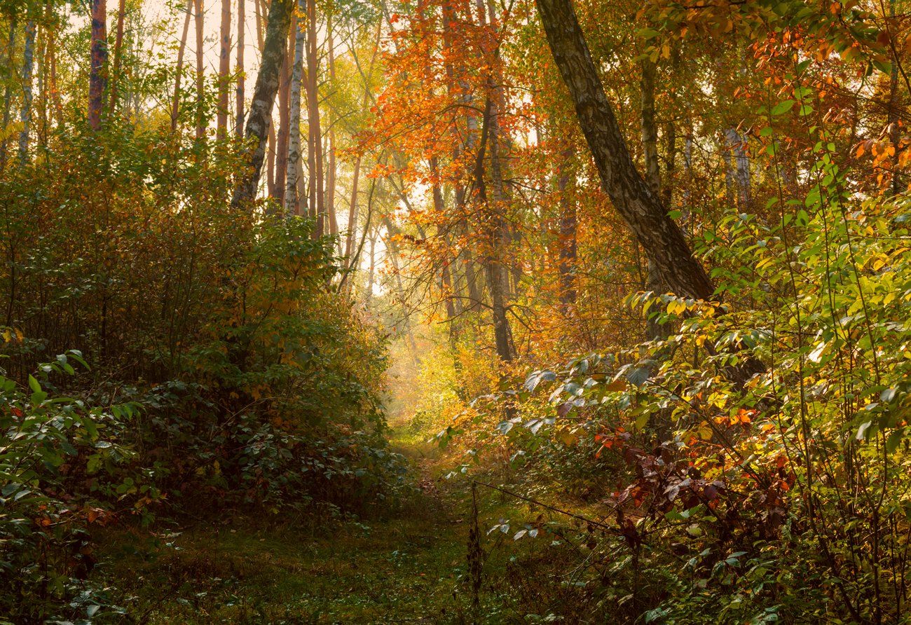 лес, осень, октябрь, солнце, утро, болото, тропа, Галанзовская Оксана