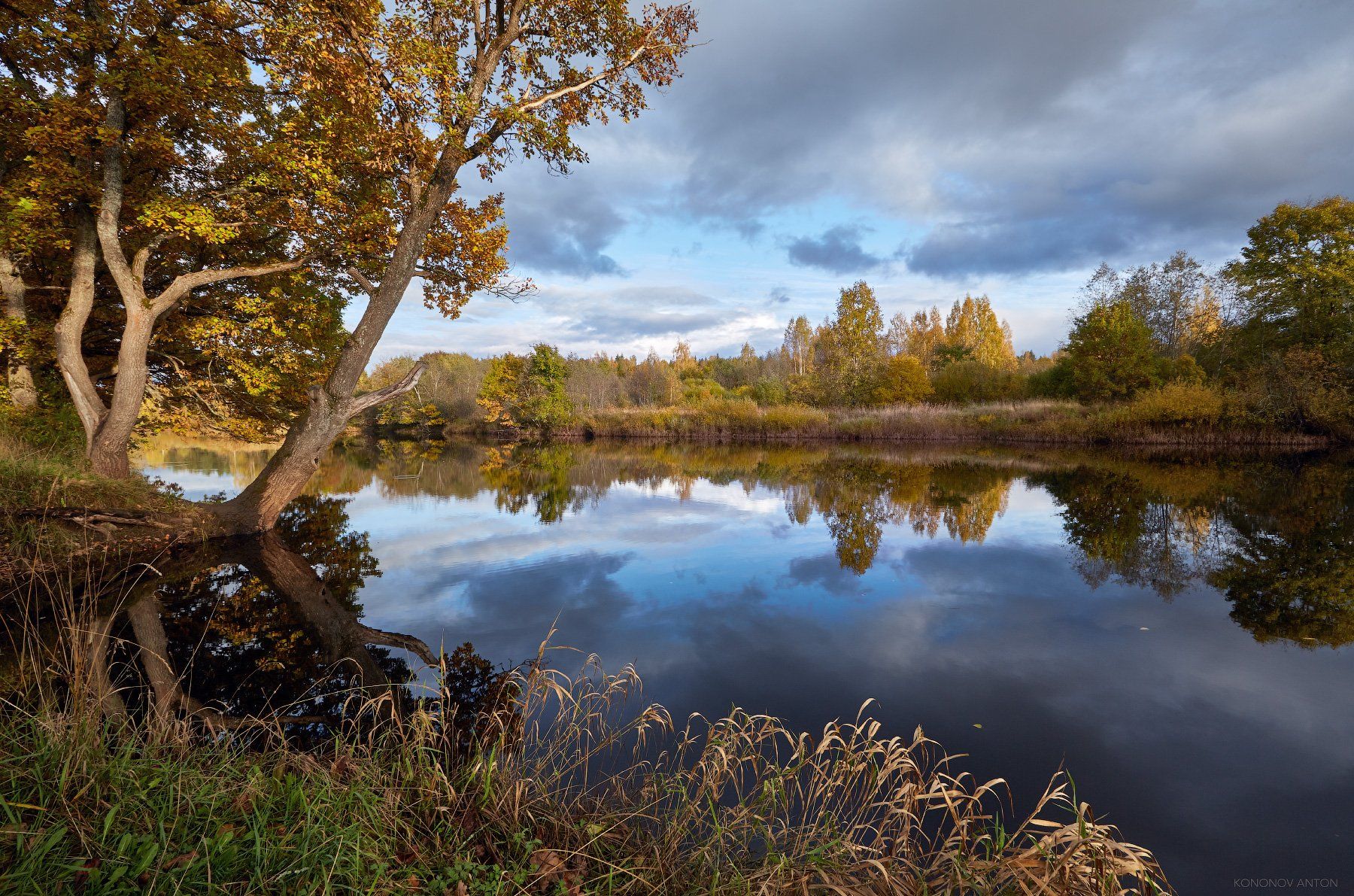 осень, река, отражение, дубы, Антон Кононов