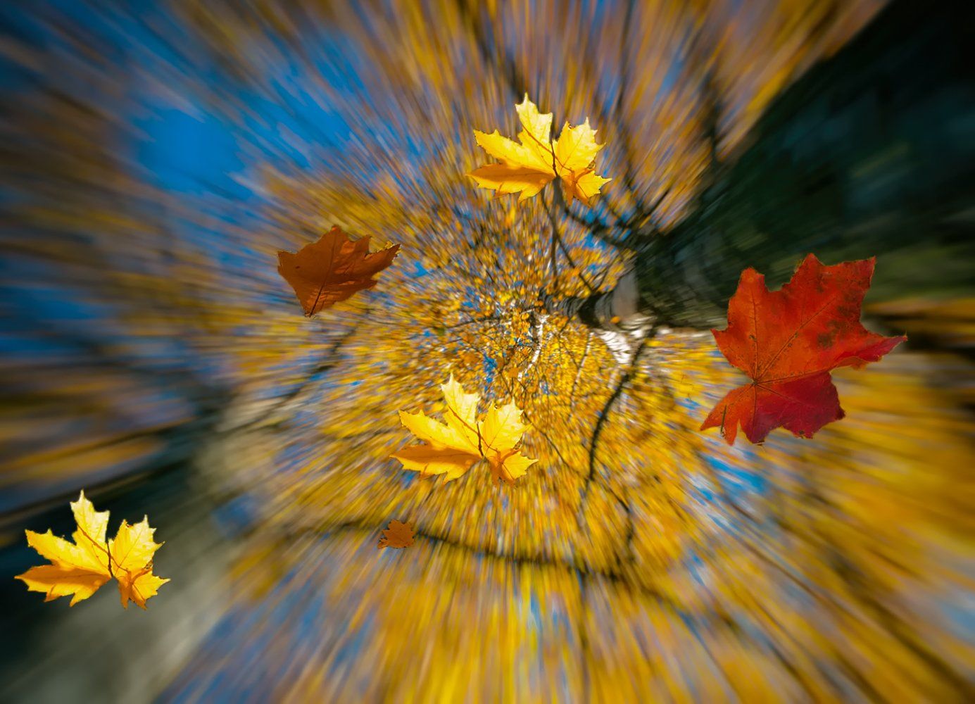 autumn, leaf,sky, Daiva Cirtautė