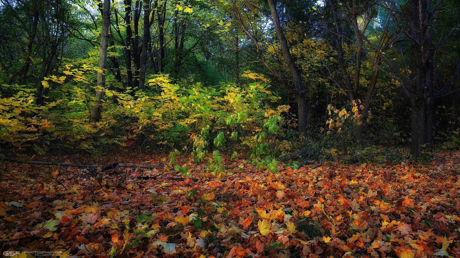 лес осень деревья листья природа пейзаж, Serj Master