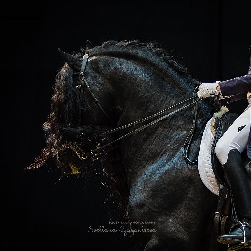 horse, лошадь, лошади, details, Svetlana Ryazantseva