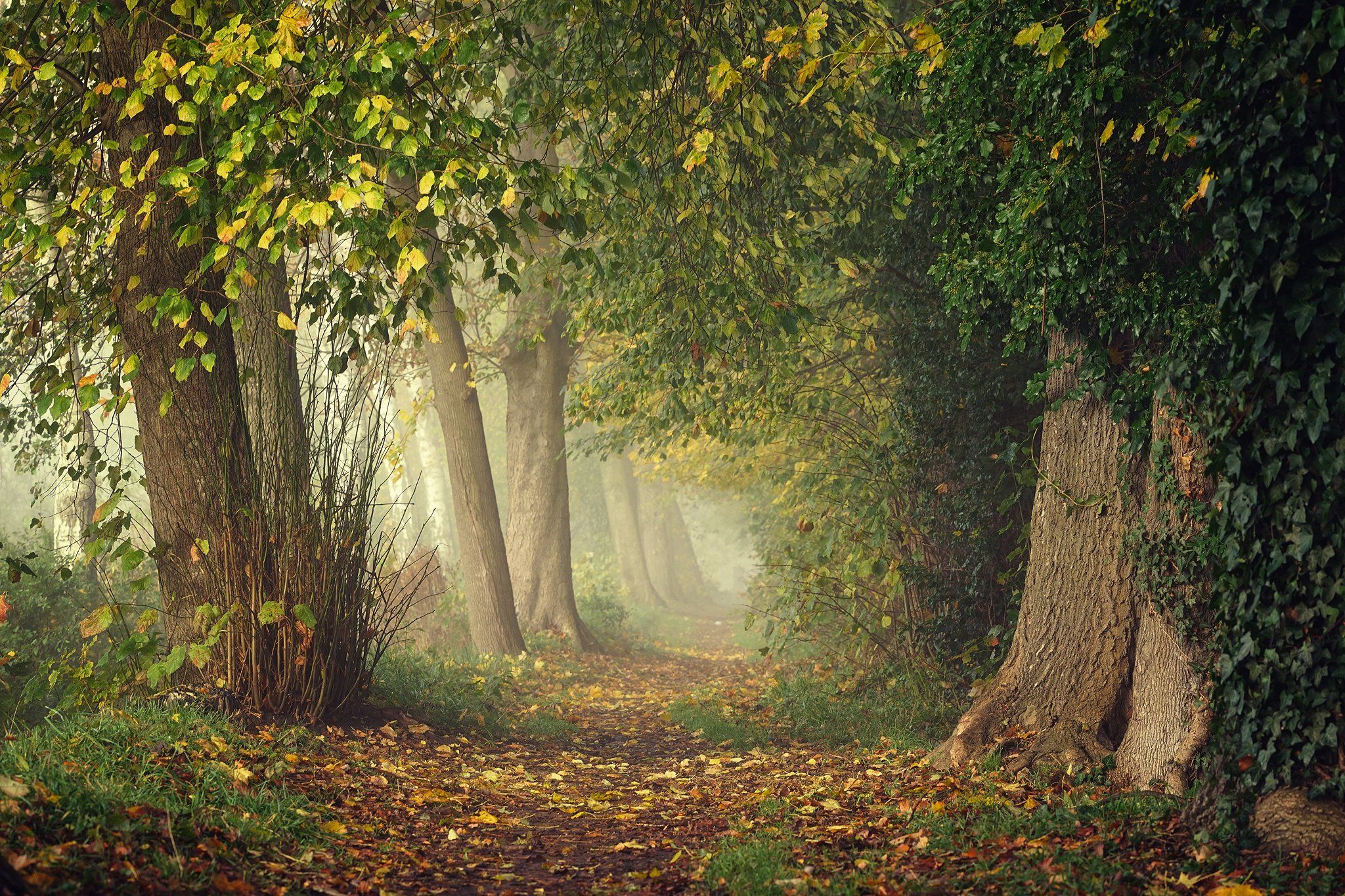 аллея alley autumn tree trees path road poland leaf mist magic foggy beautiful, Radoslaw Dranikowski