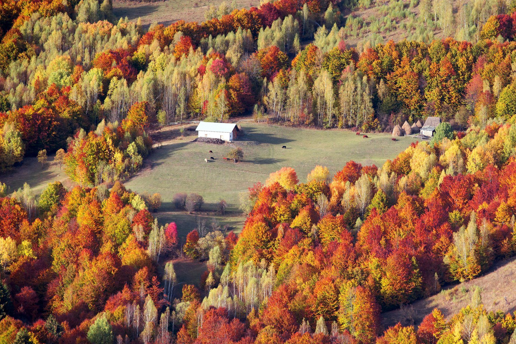 house,autumn,colors,fall,animals,glade, Marius Turc