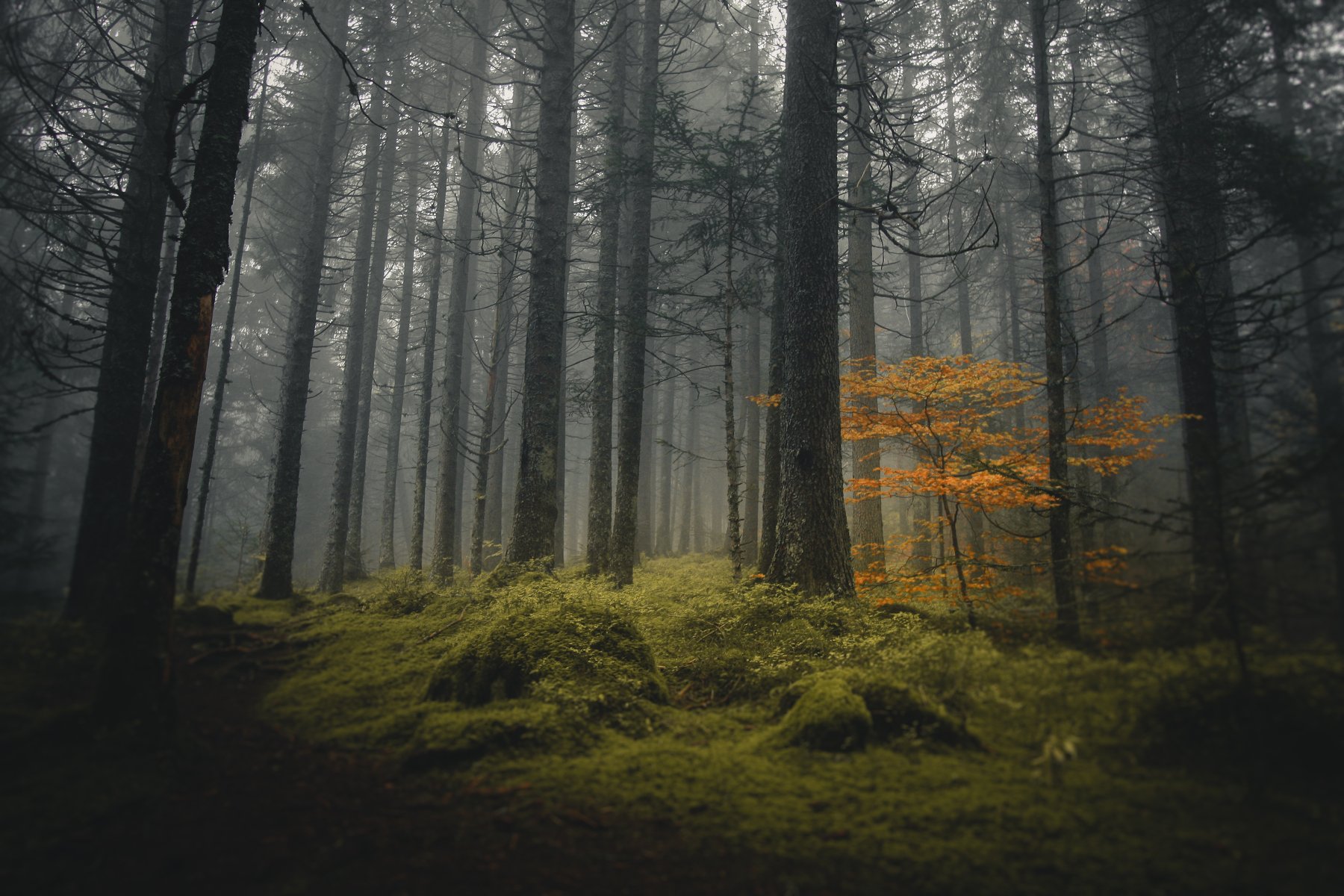 forest, nature, mist, fog, trees, alps, national park, france, tolkien, lord of the rings, onodrim, pagan, soul, Onodrim