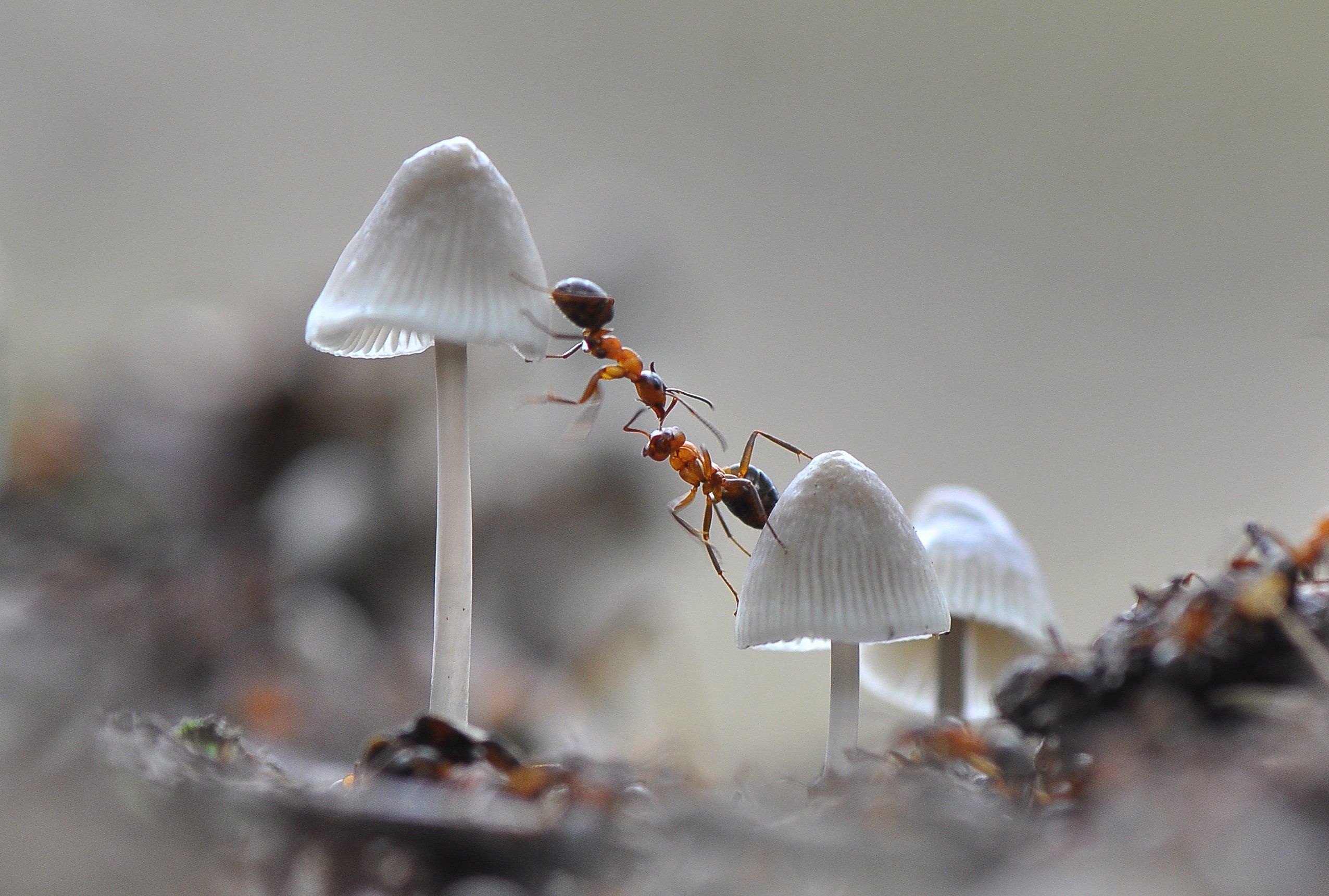 грибы, муравьи, Макеев Алексей