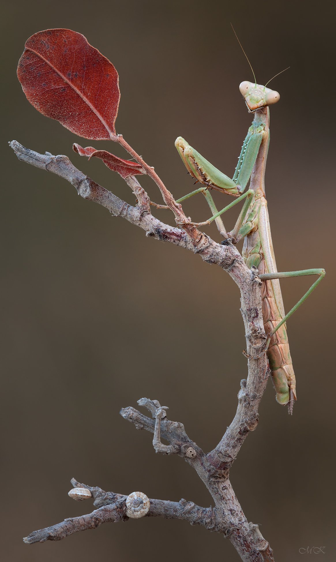 осень, богомол,mantodea, Miron Karlinsky