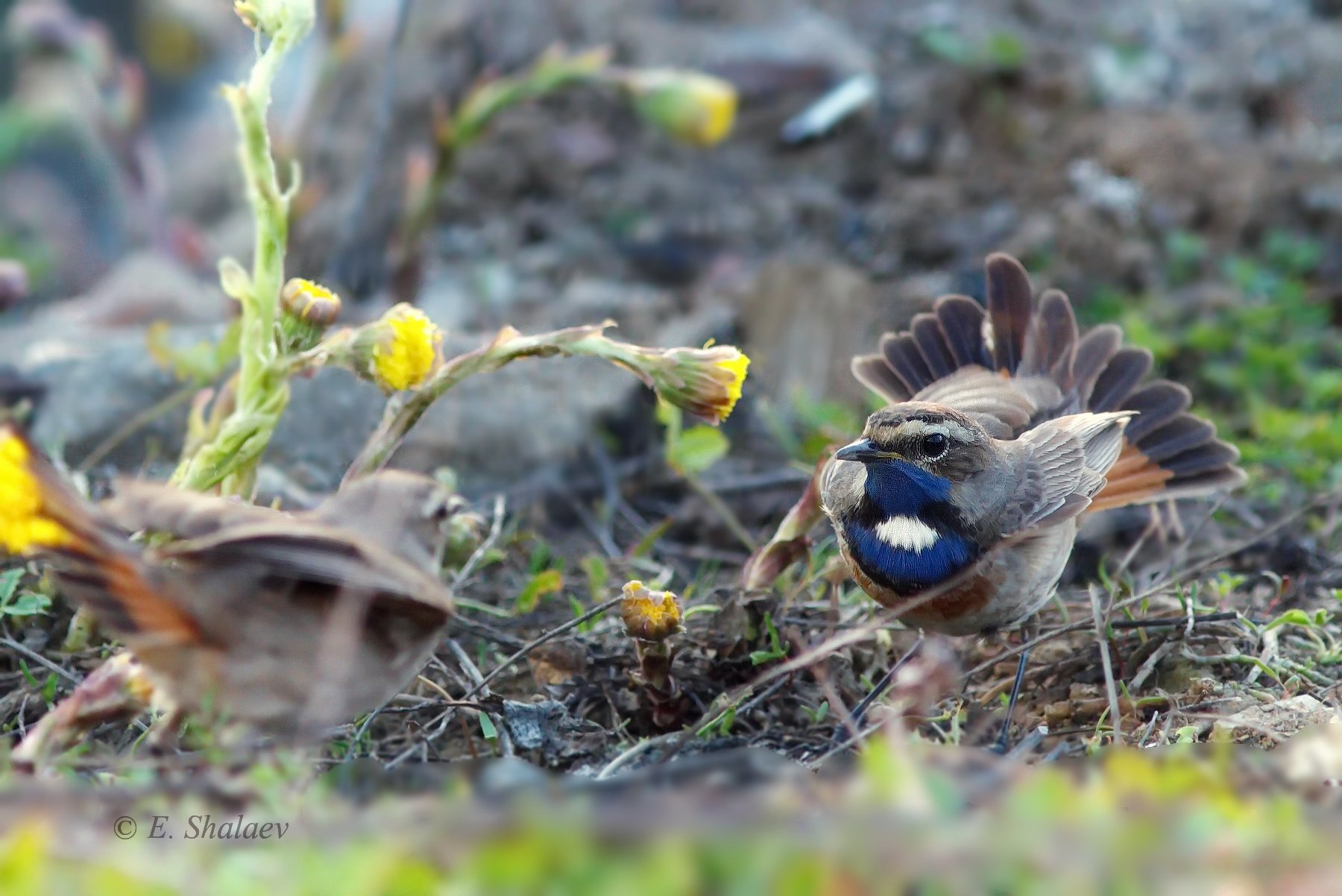 birds,bluethroat,luscinia svecica,варакушка,птица,птицы, Евгений