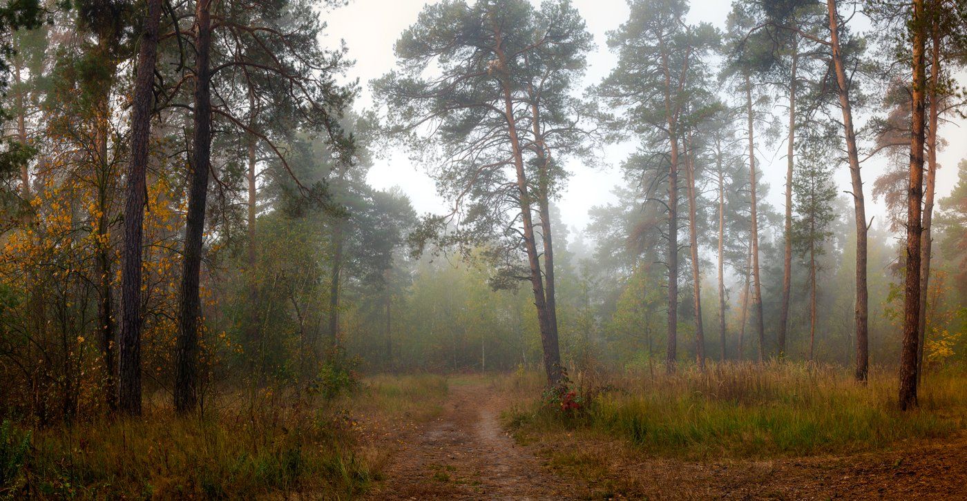 лес, осень, октябрь, туман, сырость, Галанзовская Оксана