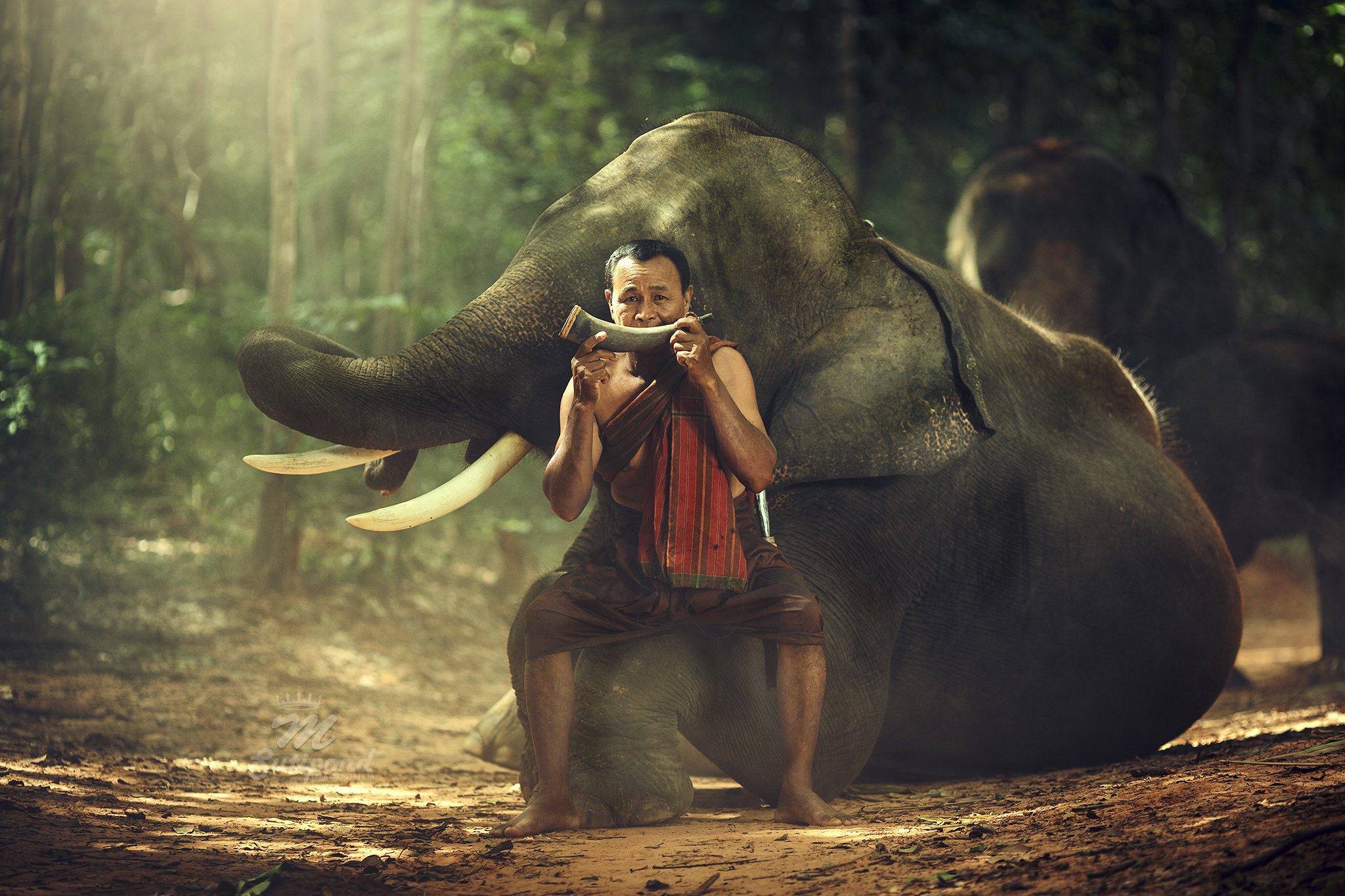 elephant,Portrait,man,Thailand,Thailandonly,, SUTIPORN SOMNAM