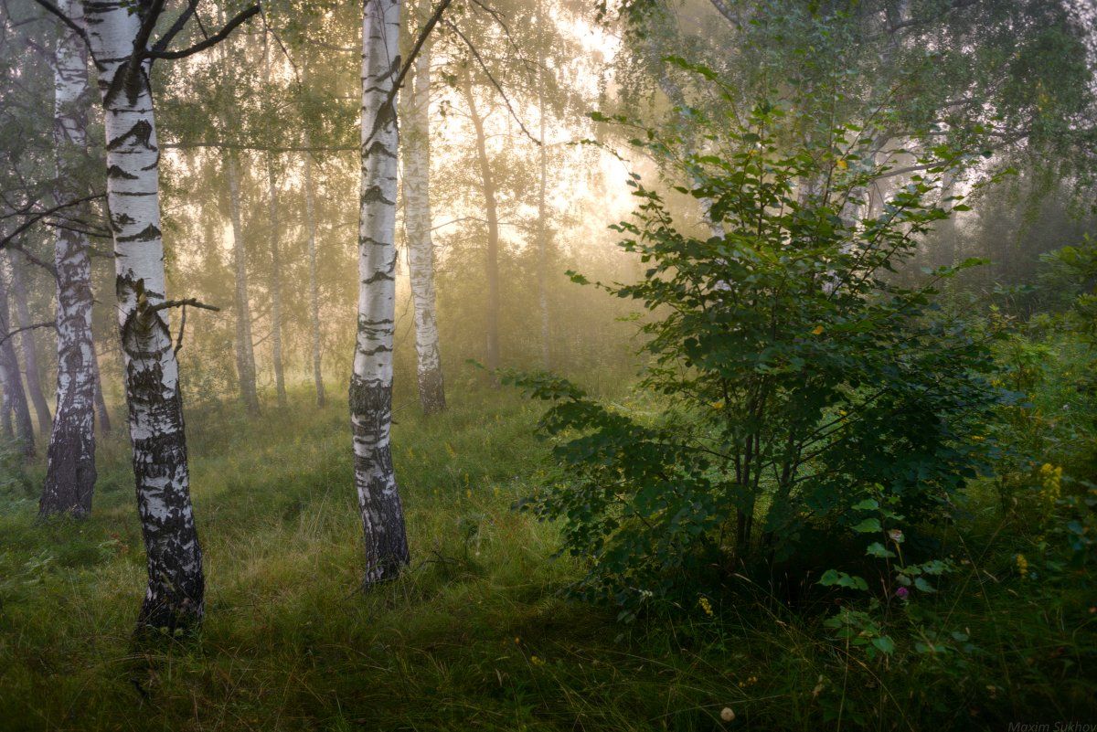 Текст был утренний час в огромном лесу. Русские леса. Лес березы. Тишина в лесу.