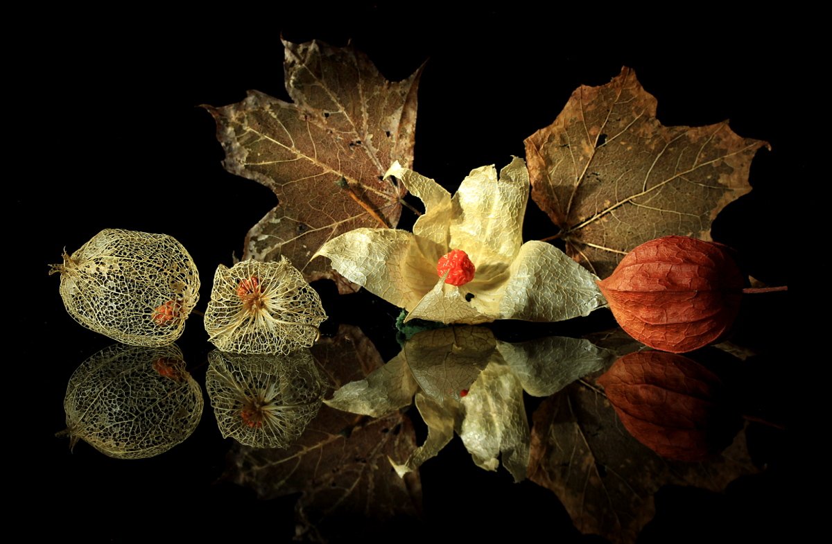 натюрмотр, осень, листья, физалис, Шруб (Беляева) Татьяна