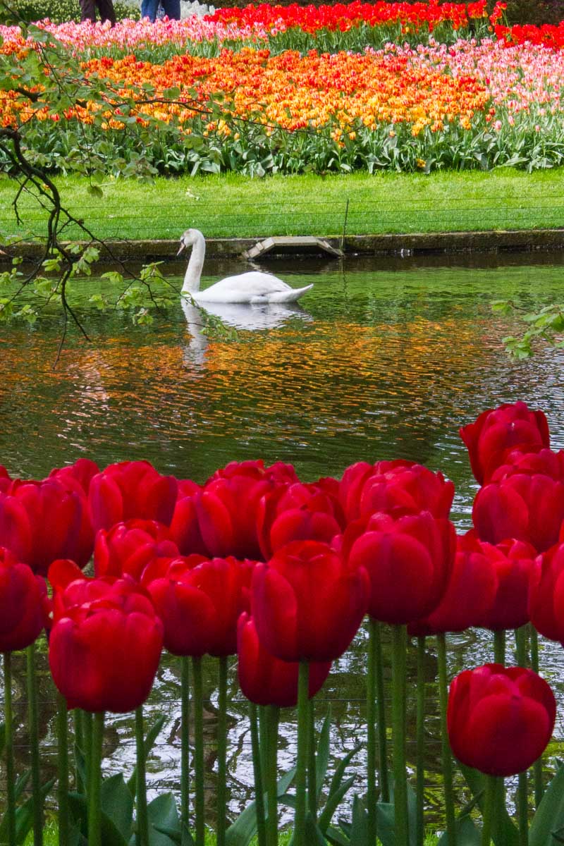 парк, тюльпан, цветы, Кекенхоф, пруд, лебедь, Сергей Козинцев
