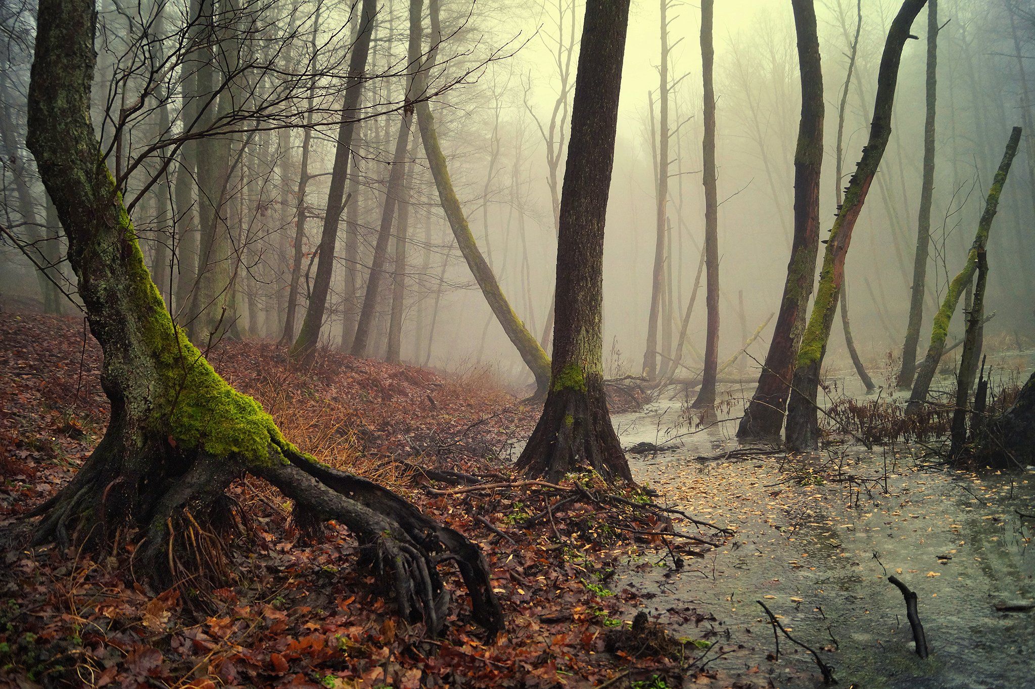 болотах bagna forest foggy lake water autumn tree trees mist forest, Radoslaw Dranikowski
