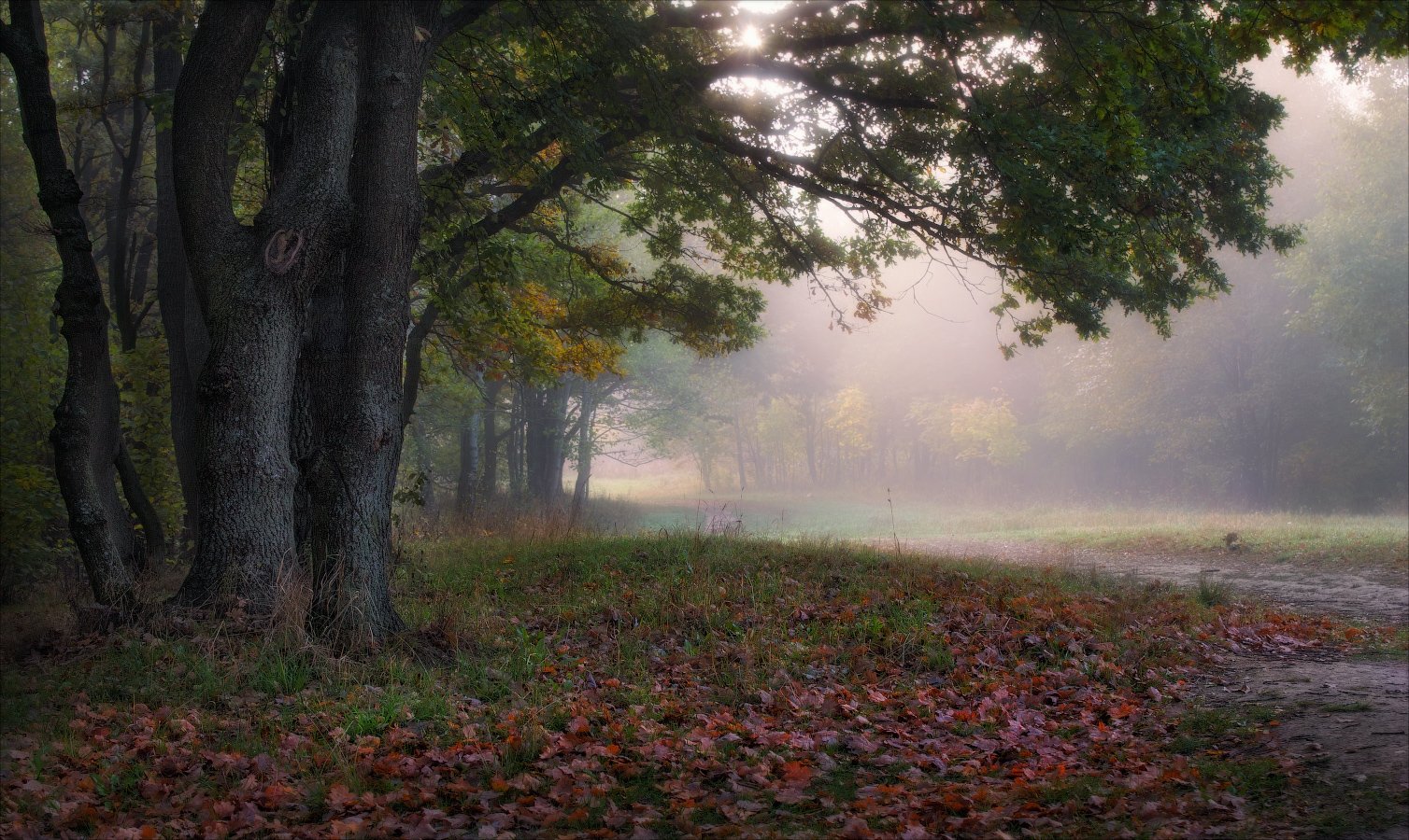 осень, утро, лес, туман,, Сергей Шабуневич