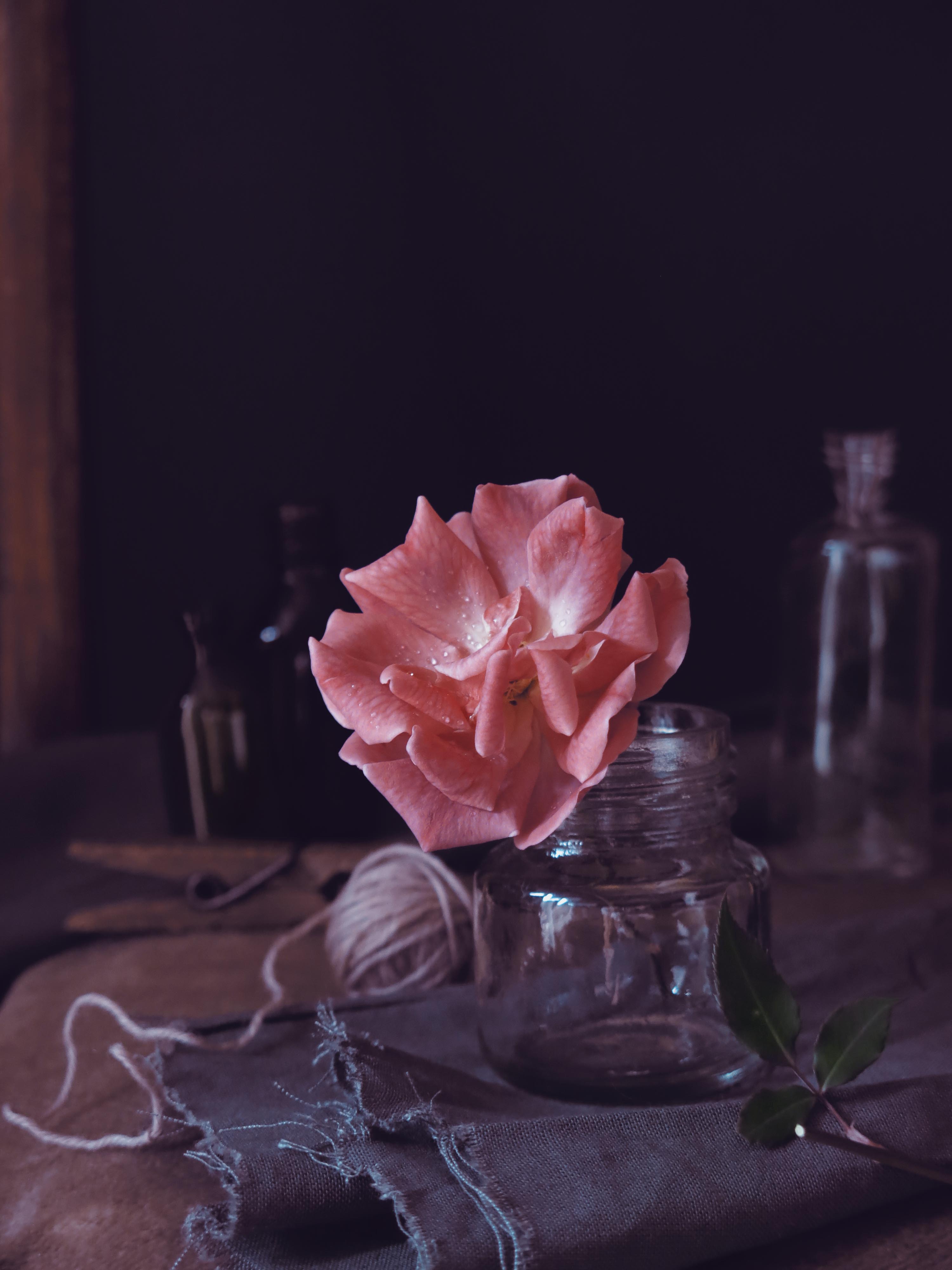 роза, цветок, цветение, натюрморт, Елена Лысенко