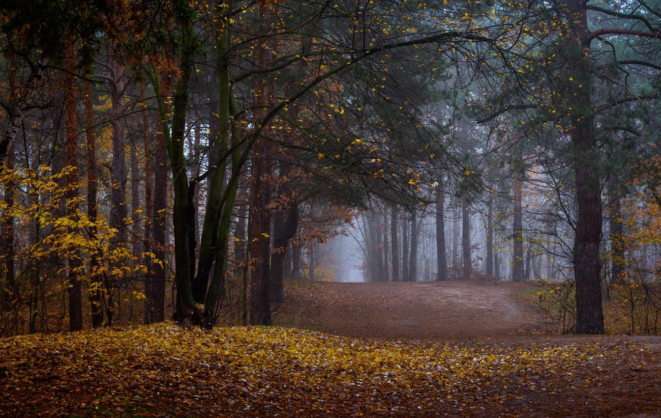 лес, осень, ноябрь, туман, тропа, Галанзовская Оксана