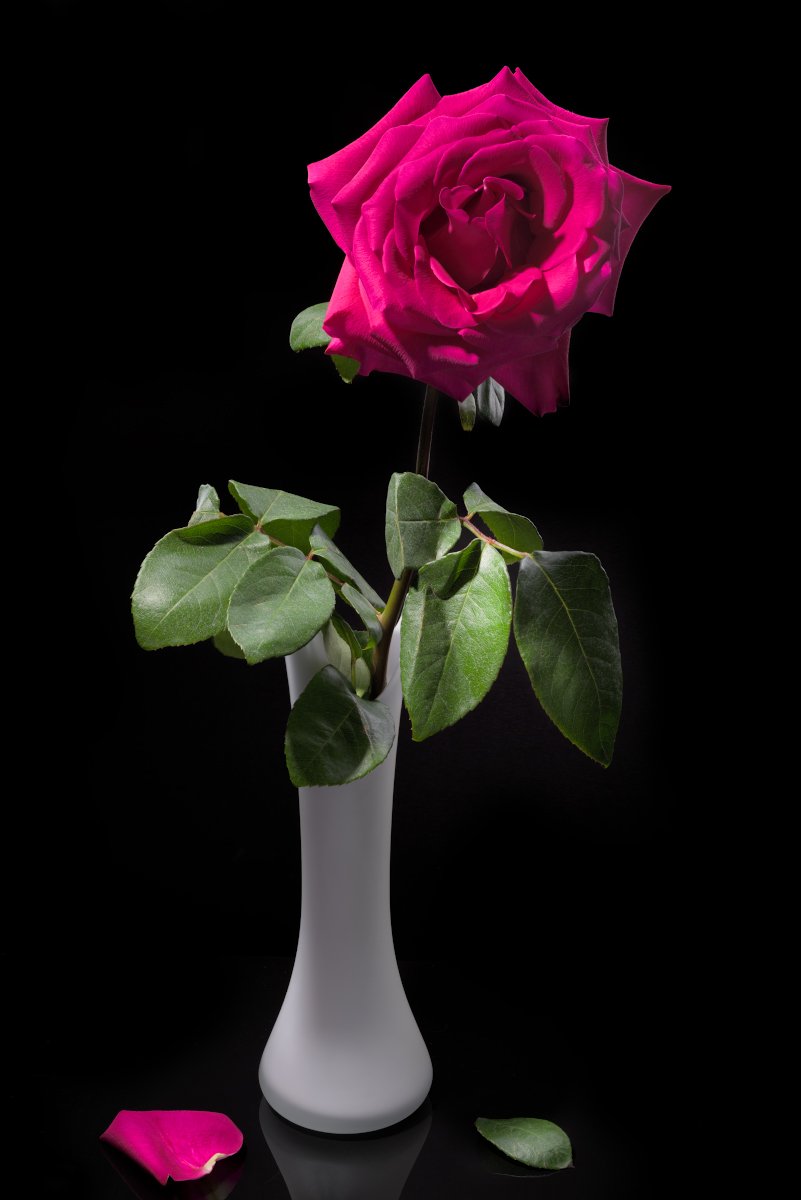 роза, пурпур, цветок, лепесток, соло, акапелла, Tom Fincher