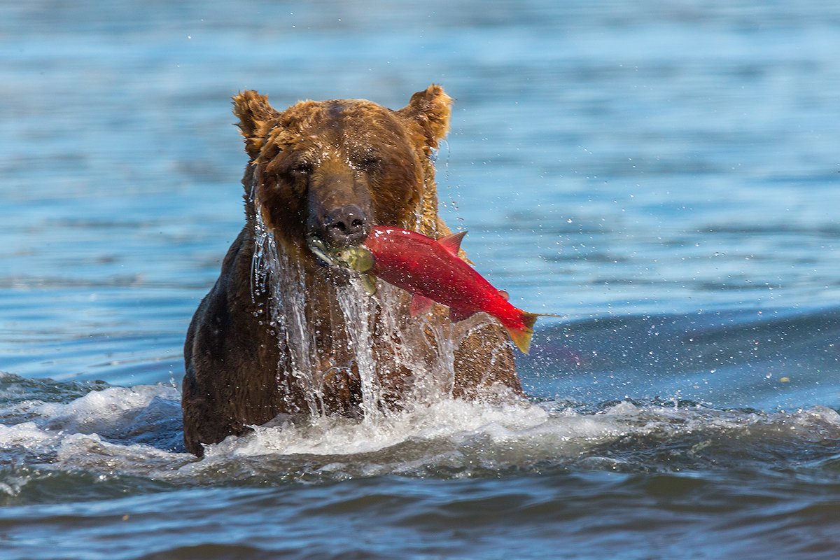 Камчатка, лето, природа, путешествие, медведь, рыбалка, рыба, Денис Будьков