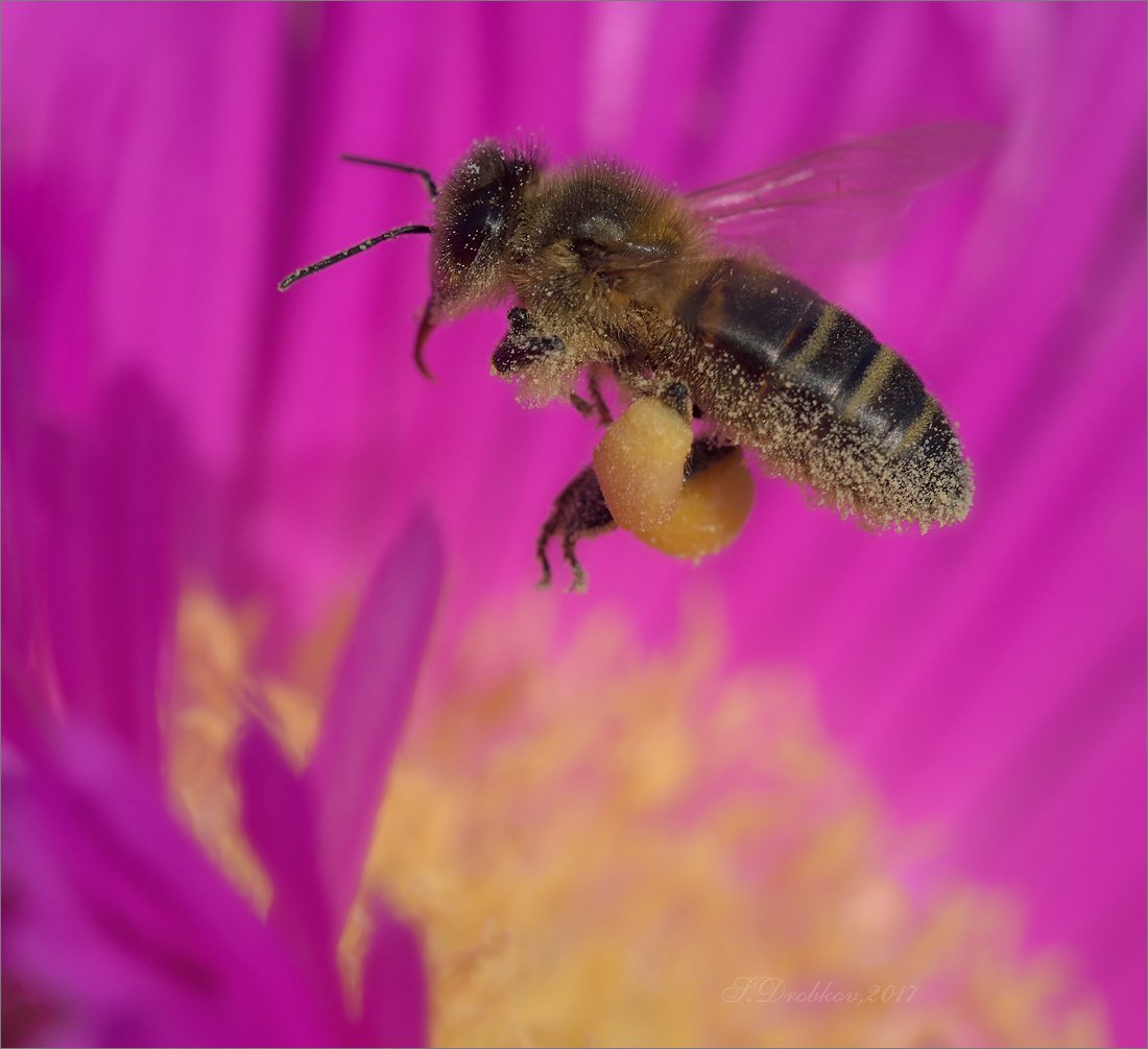 макро, весна, пчела, Sergey Drobkov