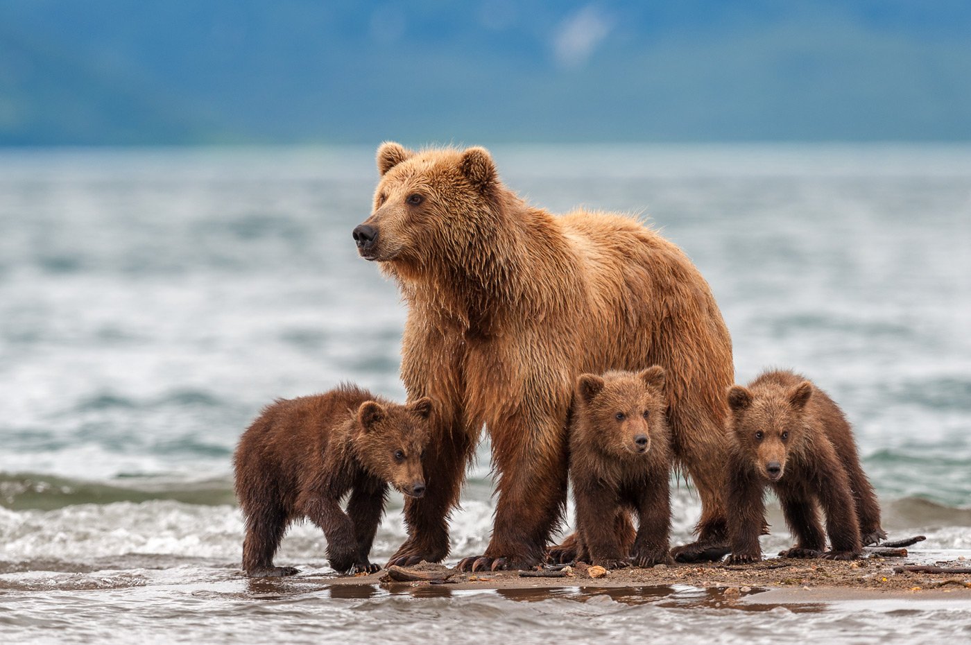 #bear #kamchatka #wildlife #wildlifephotography #wildnature #nikon #outdoors #animal #nature  #naturelovers #bearphoto  #cubs, Сергей Иванов