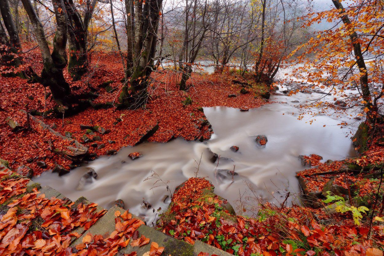 карпаты, осень, октябрь, дождь, вода, ручей, лес, Вейзе Максим